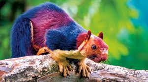 Technicolor Rainbow Squirrel Indigenous To S India Natureisfuckinglit Animals Animal Photography Rare Animals
