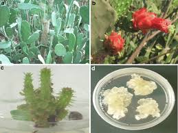 These are all legit den. Opuntia And Other Cacti Applications And Biotechnological Insights Springerlink