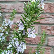 Der Fruhling Ist Da Alle Baume Und Busche Fangen An Zu Bluhen Hier Mein Rosmarin Werbung Michiladen Homemade Munich Fruchtaufstriche Sirup Gewur In 2020 Plants