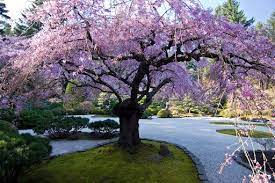 Japanese And Rose Gardens Rose Garden Portland Lawn And Garden Japanese Garden
