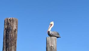 Maybe you would like to learn more about one of these? Things To Do In Bodega Bay With Kids Attractions And Activities Family Road Trip Guru Kid Friendly Travel Ideas