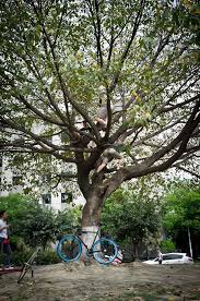 Image result for climbing trees
