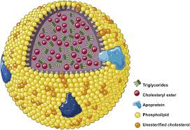 Generalized Structure Of Spherical Hdl High Density Lipoproteins Download Scientific Diagram