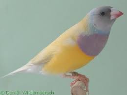 Australian Bird With Black Head And White Body Pin On Gouldian Finch