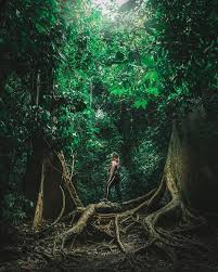 English Below El Taman Negara Malasia La Selva Tropical Mas Antigua Del Mundo Formada Hace Mas De 130 Millones De Anos Durante El Jurasico En Esta M Maleisie