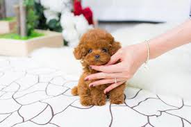 Check spelling or type a new query. Rosie Red Micro Teacup Poodle In 2021 Teacup Puppies Poodle Puppies For Sale Teacup Poodles For Sale
