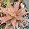 It is a fast growing aloe in southern california. 1
