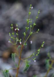 Image result for Aeollanthus