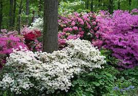 Rhododendrons In A Woodland Setting Azaleas Landscaping Azaleas Garden Azalea Shrub