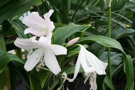 Image result for Crinum moorei