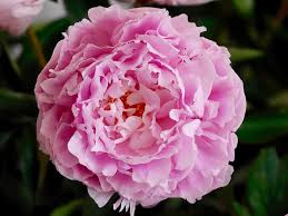 I suoi fiori delicati e profumati sono l'ideale per… si tratta di fiori raffinati e preziosi simili alle rose ma senza. Peonia Paeonia Consigli Coltivazione E Cura
