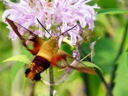 The birds love the bright. The Hummingbird Moth Trekohio