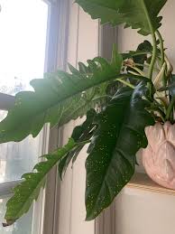 Maybe you would like to learn more about one of these? What S Wrong With My Philodendron Jungle Boogie Small Yellow Dots Mostly On Older Leaves Have Been Letting It Dry Out Between Watering And Getting Indirect Light In South Facing Window Plantclinic