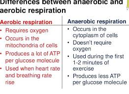 Aerobic Anaerobic Respiration In 2020 Anaerobic Respiration Aerobics Mitochondria