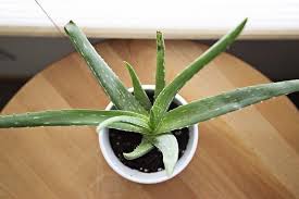 Aloe vera plants do not need much water. Root Rot Aloe Ready To Diy
