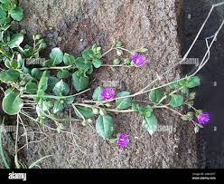 Image result for Corbichonia decumbens