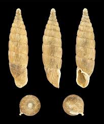 Image result for Alinula paradoxa