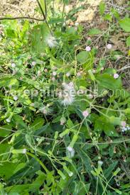 Image result for Emilia transvaalensis