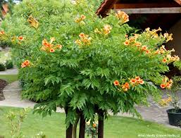 Maybe you would like to learn more about one of these? Campsis X Tagliabuana Kudian Indian Summer Havlis Cz