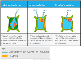 Start studying osmosis and plant cells. Mjxlsogo6pjspm