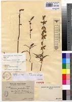 Image result for Ocimum fimbriatum