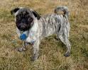 Pug Dog Breed Information - American Kennel Club