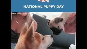 We did not find results for: National Puppy Day March 23 2022 National Today