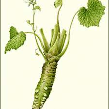 Wasabi requires shady conditions, uniformly moist but not wet soil, and temperatures between 45 and 75 degrees fahrenheit without a lot of temperature swings. Growing Wasabi Root In The Test Garden Sunset Magazine