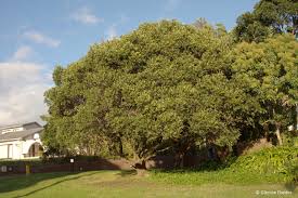 Image result for Faurea discolor