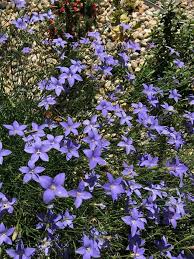 Image result for Wahlenbergia capitata