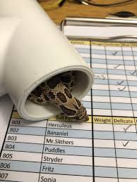 Inspector Ensuring Snake Chart Is Being Maintained Snakes