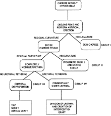 Image result for Chordee