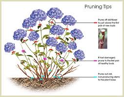 They will look a little more papery than others. Hydrangea Pruning Tips