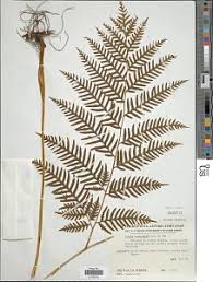 Image result for Pteris buchananii