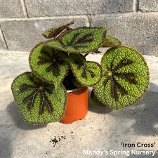 Image result for Begonia oxyloba