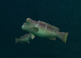 Maybe you would like to learn more about one of these? Asian Sheepshead Wrasse Endless Ocean Wiki Fandom