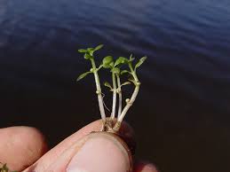 Image result for Elatinaceae