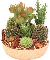 Follow these simple steps to create a mini cactus garden of your own, all without pricking yourself. How To Make A Cactus Garden Mini Cactus Garden Indoor Cactus Garden Indoor Cactus