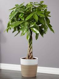 We did not find results for: Money Tree Floor Plant Money Tree Plant Money Tree Plant Care Floor Plants