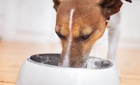 Slow feeding dog bowls are specifically designed to stop your dog from devouring his. 6 Best Slow Feeding Dog Bowls Slow Safe Steady Chow Time