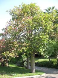 Image result for Brachychiton