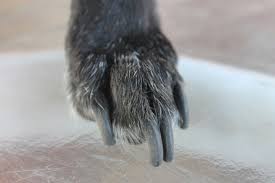 If you are dealing with extremely overgrown dog nails, you will need to take extra precautions. How To Cut Your Puppy S Nails Groomarts Groomarts