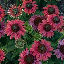 Pin On Echinacea
