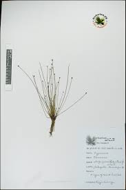Image result for Eleocharis atropurpurea