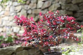 The secret garden is full of common english garden plants. Royalty Free Secret Garden Photos Free Download Pxfuel