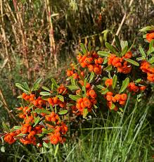 Image result for Polygala macrostigma