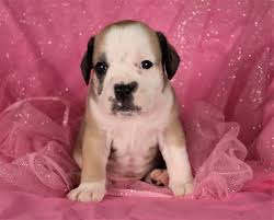 The french bulldog mix is cross between the frenchie and another dog breed. Are Miniature Bulldogs Hypoallergenic