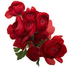 Image result for Ranunculus volkensii