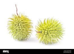 Image result for Cucumis anguria