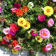 Essa può essere raccolta allo stato spontaneo o coltivata. Portulaca Grandiflora Moss Rose Perslane Purslane Toptropicals Com